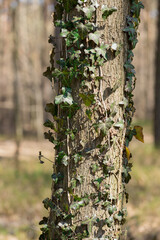 Dziko rosnący bluszcz w lesie oplatający pień drzewa - obrazy, fototapety, plakaty