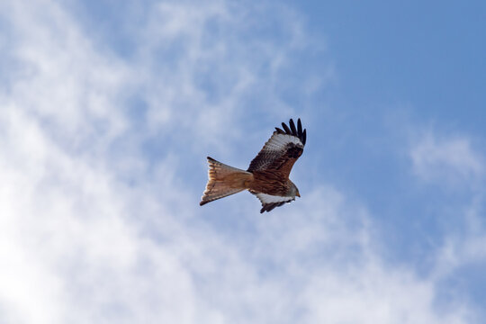 Gabelweihe Bilder Durchsuchen 8,484 Archivfotos, und