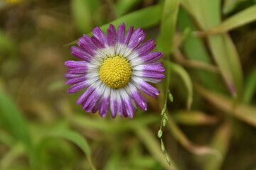 Obraz premium pâquerette