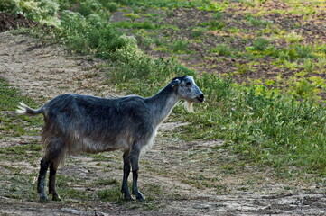 Side profile of  young goat  close up on field,  Nisovo, Bulgaria  