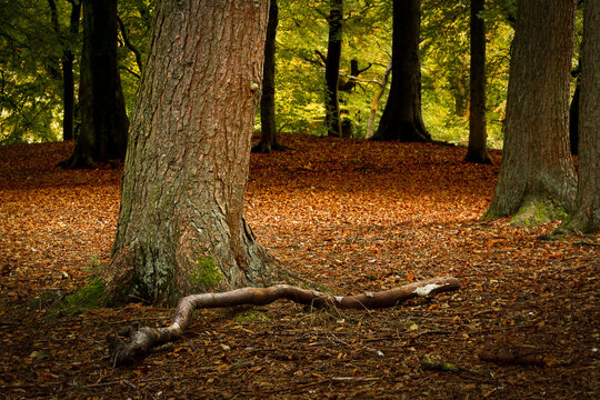 Tandle Hill Country Park