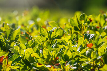 Bush with green and yellow leaves in trimmed branches in autumn park