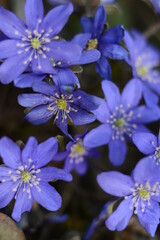Blue hepatica flowers in the forest close up