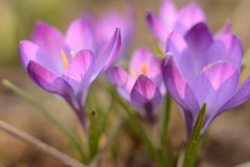 Gentle spring light purple crocuses under the rays of the evening sun on the field