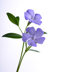 Purple periwinkle flowers on a white background.