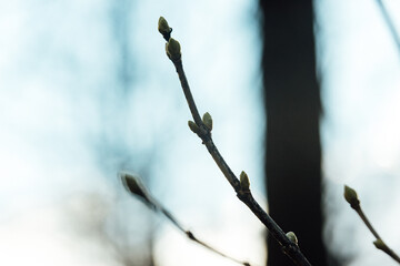 the first grass and flowers grow out of the ground in early spring. nature comes to life and is renewed in the sun. macro photo of small flowers and grass