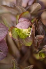 Fototapeta na wymiar Delicate burgundy green flower hellebore opens on the field in spring