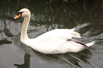 Beautiful majestic swan gliding through the water