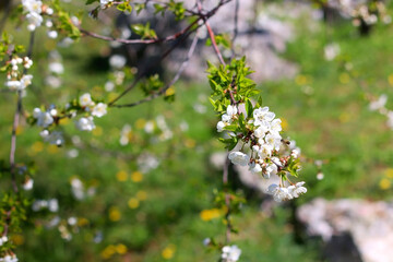 Spring blossoms on a tree. Selective focus.
