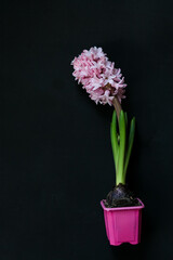 Potted flower , pink hyacinth in a pot