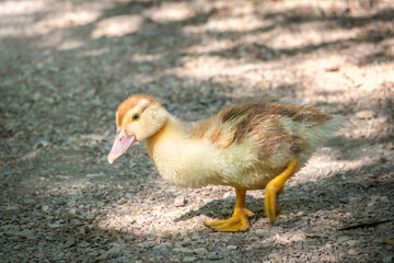 Cute little ducklings standing in a lake coast