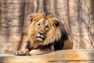 Lion ((Panthera leo) lying on a rock in the new facilities of the Barcelona zoo