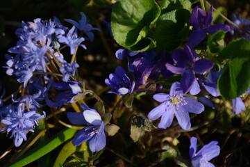 Blue flowers of hepatica, viola odorata and alpine squill (scilla bifolia)  in forest