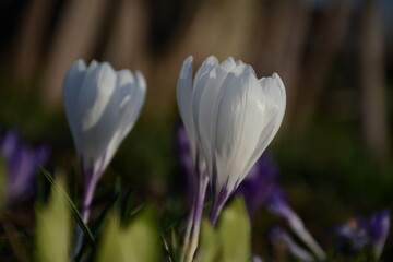 White crocuses on blurred bokeh background
