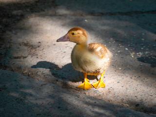 Cute little ducklings standing in a lake coast