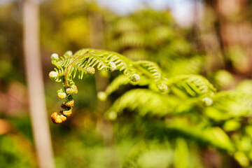 Green leaf of common bracken fern