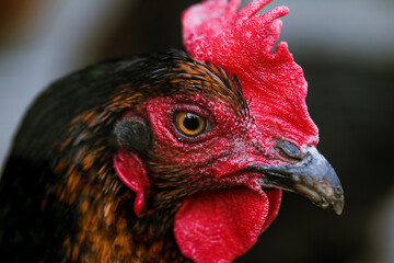 chicken breed