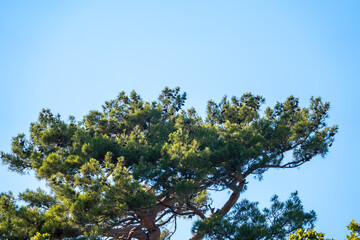 Green pine tree with long needles on a background of blue sky. Freshness, nature, concept. Latin: Pinus brutia