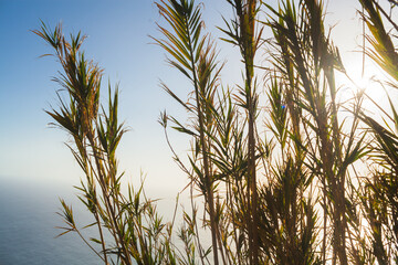Pampas grass outdoor in light pastel colors. Dry reeds boho style. White herb in nature with sunlight. Natural eco background with a beautiful spike in the foreground. Scenic photo copy space