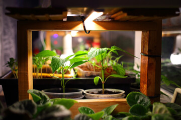 Growing seedlings tomatoes, pepper, violets, plants in plastic containers on black soil on windowsill under artificial lighting LED lamp strip solar spectrum with humidity temperature control house