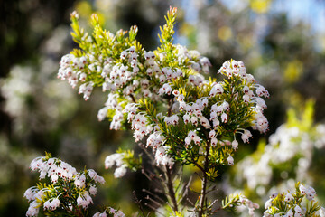 White flowers of tree heath