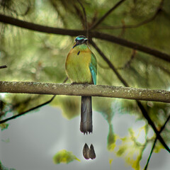 Obraz premium ave sobre rama de árbol, torogoz 
