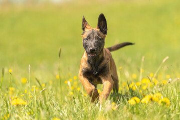 Malinois puppy dog on a green meadow with dandelions in the season spring. Doggy is 12 weeks old.