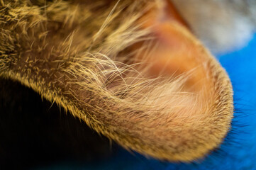 Close-up of a cat's ear. House beast pet