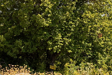 Memories of the Century old elm tree over 700 years old, irreversibly damaged due to strong wind and overwetting of the soil in 2013, near the village of Nisovo, Bulgaria  