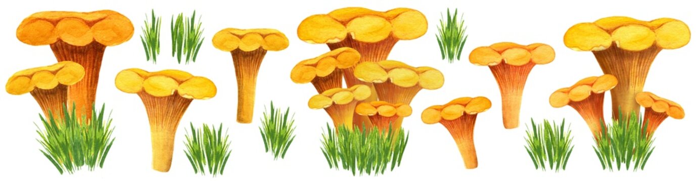 Huge chanterelle watercolor set with different bunches, front view. Golden girolles in the grass. Easy to create mushroom poster. Yellow edible mushroom and grass bunch isolated on white background.