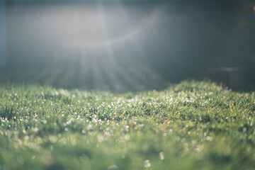 dew on grass summer light 