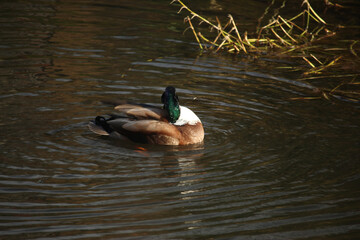 Mallards playing on the water in the river