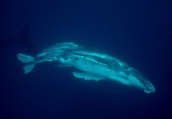 Fototapeta premium Tierfotos aus dem Regenwald und Ozean 