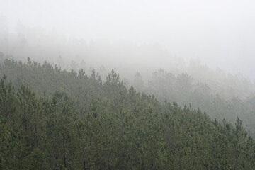 Mountain foggy pinewoods