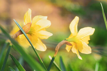 Obraz premium yellow flowers