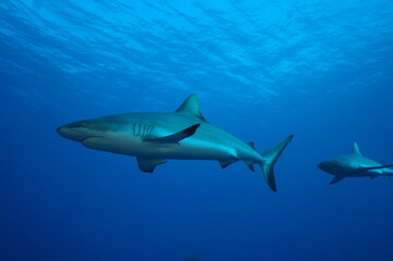 Tierfotos aus dem Regenwald und Ozean 