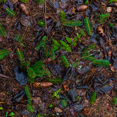 autumn leaves on the ground