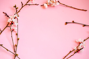 spring twigs on a pink background. top view. copy space 