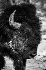 Black and White Wild Buffalo Head Close Up in Yellowstone National Park