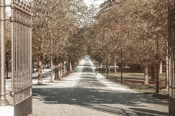 Sunrise over the trees and the main alley of Parc des Bastions in downtown Geneva