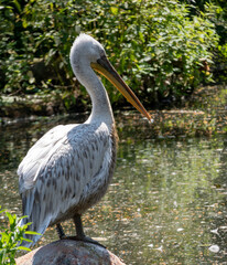 Pelican sits on a stone by a lake, rests and waits for prey in its natural habitat.