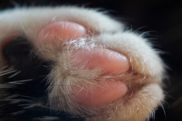 Close-up of a cat's paw. House beast pet