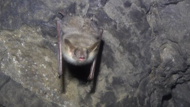 Lesser mouse-eared bat (Myotis blythii) in an artificial cave, North Caucasus, wintertime. Males of this species hibernate singly