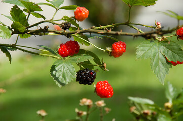 Branch of thorns with wild black and red raspberries in garden