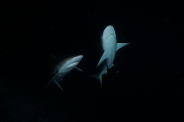 Tierfotos aus dem Regenwald und Ozean 