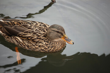 Mallards playing on the water in the river