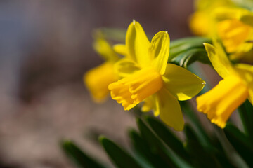 Bright Yellow Daffodil