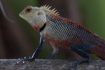 Tierfotos aus dem Regenwald und Ozean 