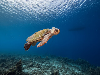 Obraz na płótnie Canvas Loggerhead Sea Turtle in coral reef of Caribbean Sea, Curacao
