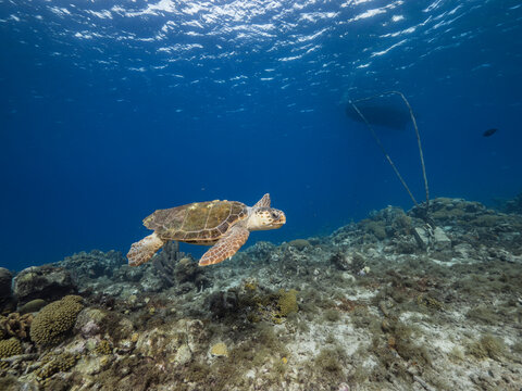 Loggerhead Sea Turtle in coral reef of Caribbean Sea, Curacao